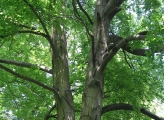 Upwards shot of tree in forest in spring 